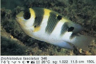 Dischistodus fasciatus